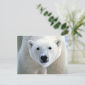 Carte Postale ours polaire (Debout devant)