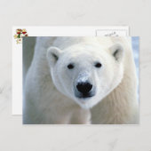 Carte Postale ours polaire (Devant / Derrière)
