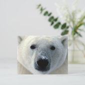 Carte Postale Ours polaire (Debout devant)