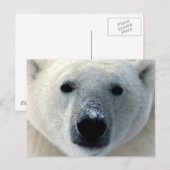 Carte Postale Ours polaire (Devant / Derrière)