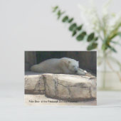 Carte Postale Ours polaire (Debout devant)