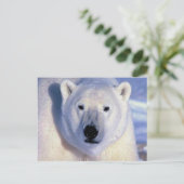 Carte Postale Ours polaire (Debout devant)