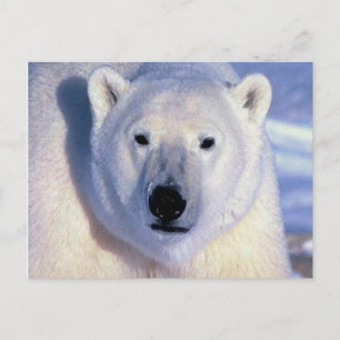 Carte Postale Ours polaire