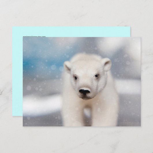 Carte postale Ours Polaire (Devant / Derrière)