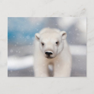 Carte postale Ours Polaire