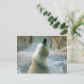 Carte Postale Ours polaire (Debout devant)