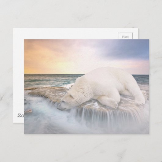 Carte Postale Ours polaire (Devant / Derrière)