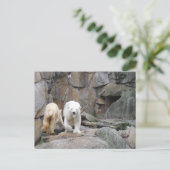 Carte postale OURS POLAIRE (Debout devant)