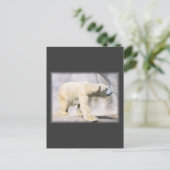 Carte Postale ours polaire (Debout devant)