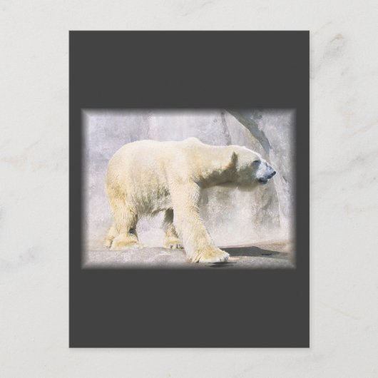 Carte Postale ours polaire (Devant)