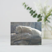 Carte Postale Ours polaire (Debout devant)