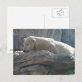 Carte Postale Ours polaire (Devant / Derrière)