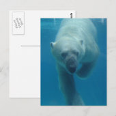 Carte postale Ours Polaire (Devant / Derrière)