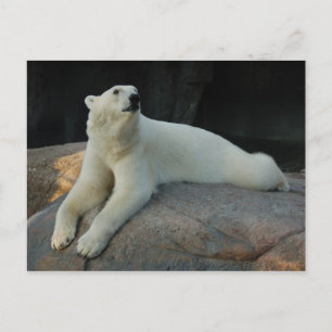 Carte postale Ours polaire