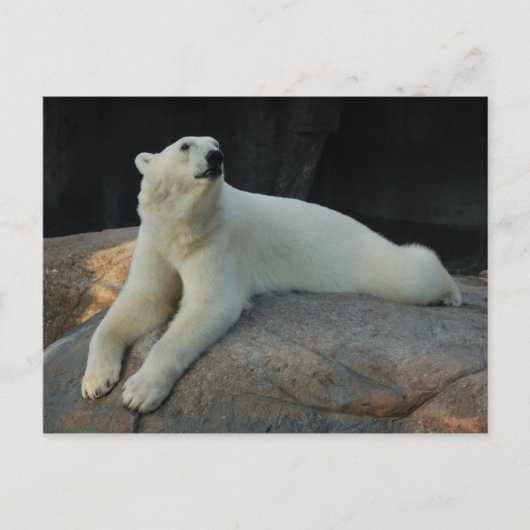 Carte postale Ours polaire (Devant)