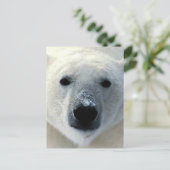 Carte Postale Ours polaire (Debout devant)