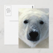 Carte Postale Ours polaire (Devant / Derrière)