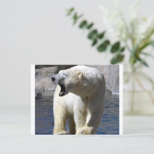 Carte Postale Ours polaire (Debout devant)