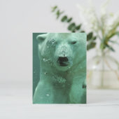 Carte Postale ours polaire-4069 (Debout devant)