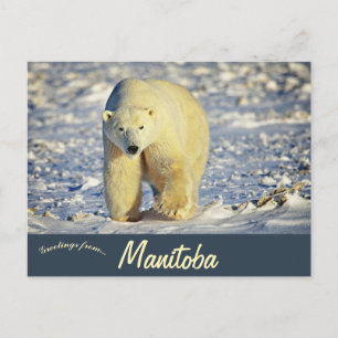 Carte Postale Ours polaire à Churchill Manitoba Canada