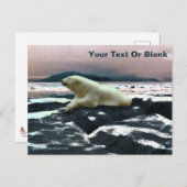 Carte Postale Ours polaire à fonte printanière (Devant / Derrière)