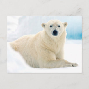 Carte Postale Ours polaire adulte grand sanglier sur la glace es