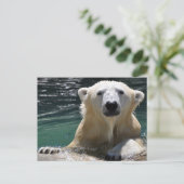 Carte Postale Ours polaire argenté (Debout devant)