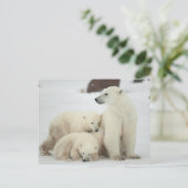 Carte Postale Ours Polaire Avec Cubs (Debout devant)