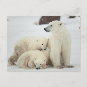 Carte Postale Ours Polaire Avec Cubs