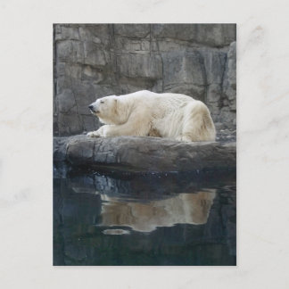 Carte Postale Ours polaire avec réflexion