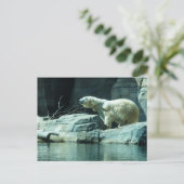 Carte Postale Ours polaire : Berlin (Debout devant)