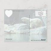Carte Postale Ours polaire : Berlin (Dos)