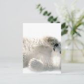 Carte Postale Ours polaire Cube Animal Arctic Froid Hiver (Debout devant)