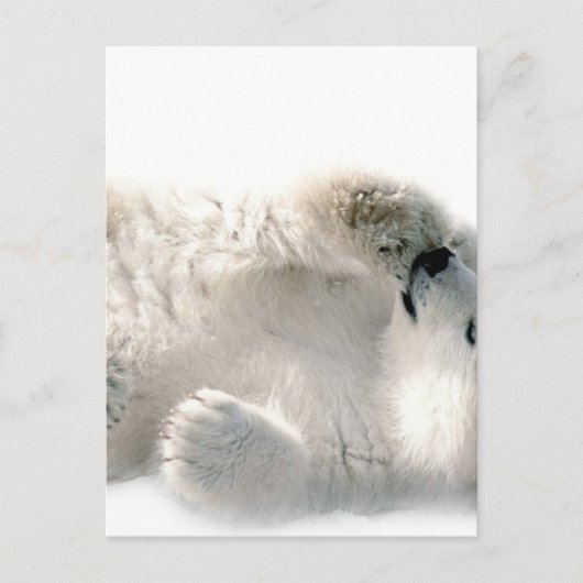 Carte Postale Ours polaire Cube Animal Arctic Froid Hiver (Devant)