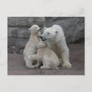 Carte Postale Ours Polaire Cubs Et Mère