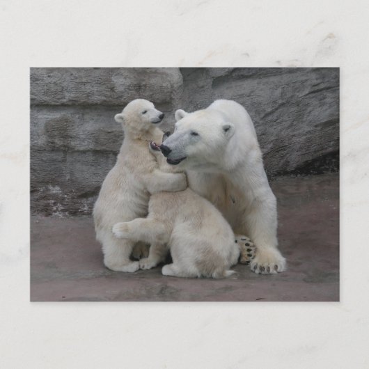 Carte Postale Ours Polaire Cubs Et Mère (Devant)
