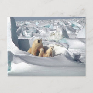 Carte Postale Ours Polaire Cubs Photo Neige