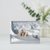 Carte Postale Ours Polaire Cubs Photo Neige (Debout devant)