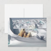 Carte Postale Ours Polaire Cubs Photo Neige (Devant / Derrière)