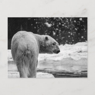 Carte Postale Ours polaire dans la neige