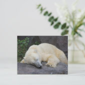 Carte Postale Ours polaire dormant (Debout devant)