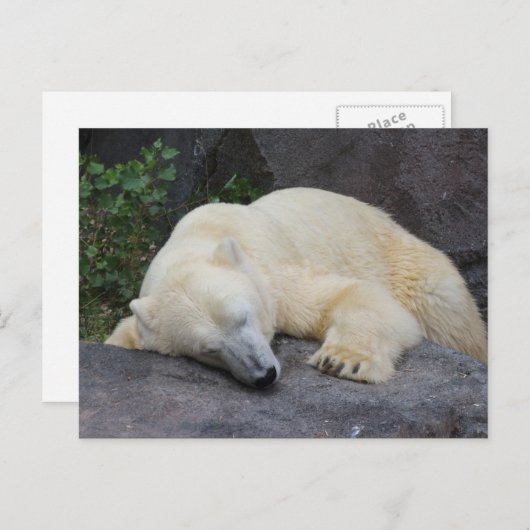 Carte Postale Ours polaire dormant (Devant / Derrière)