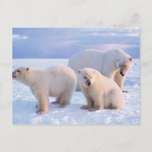 Carte Postale Ours polaire femelle avec des oursons sur la banqu