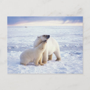 Carte Postale Ours polaire femelle avec ourson, meute