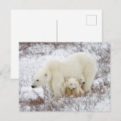 Carte Postale Ours polaire femelle et deux petits (Devant / Derrière)