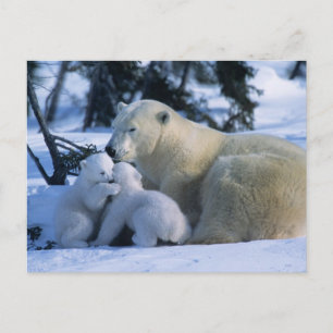 Carte Postale Ours polaire féminin allongé avec 2 Cubs