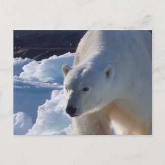 Carte Postale Ours polaire majestueux