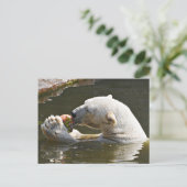 Carte Postale Ours polaire mangeant des fruits - Message de bien (Debout devant)