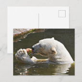 Carte Postale Ours polaire mangeant des fruits - Message de bien (Devant / Derrière)