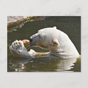 Carte Postale Ours polaire mangeant des fruits - Message de bien